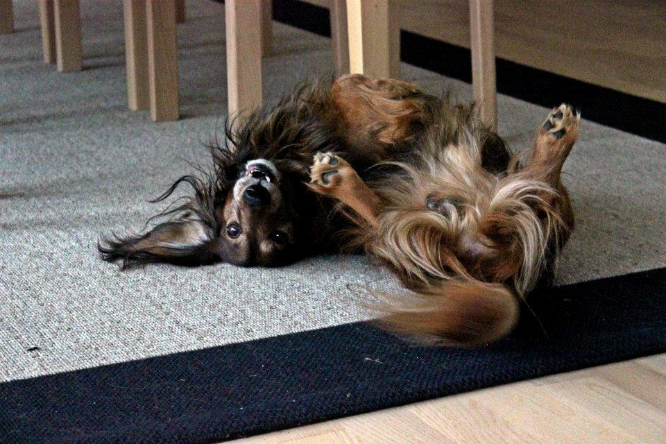 Gravhund Walter billede 24