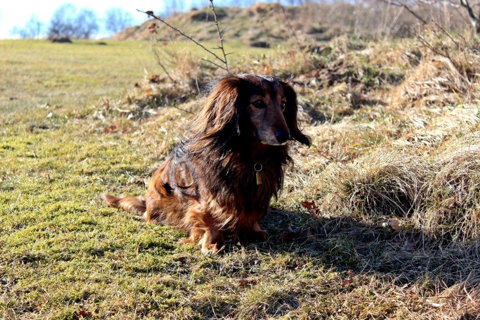 Gravhund Walter billede 25