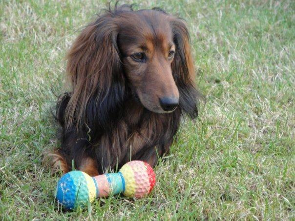 Gravhund Walter billede 12