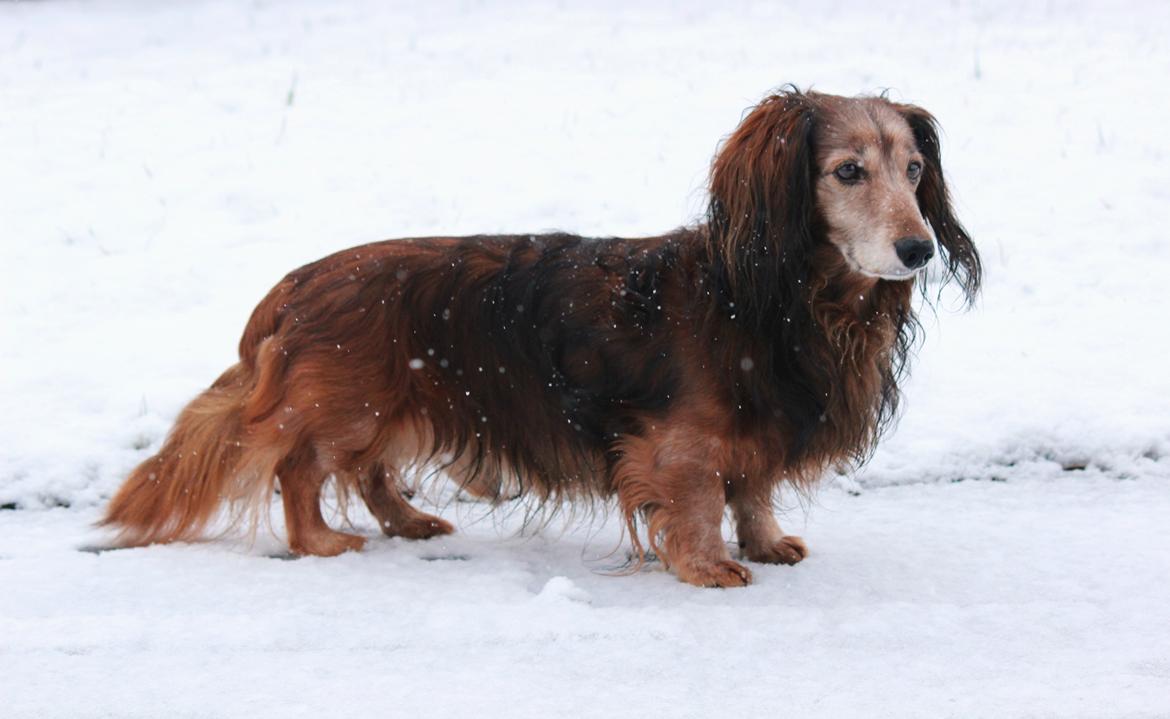 Gravhund Walter billede 11