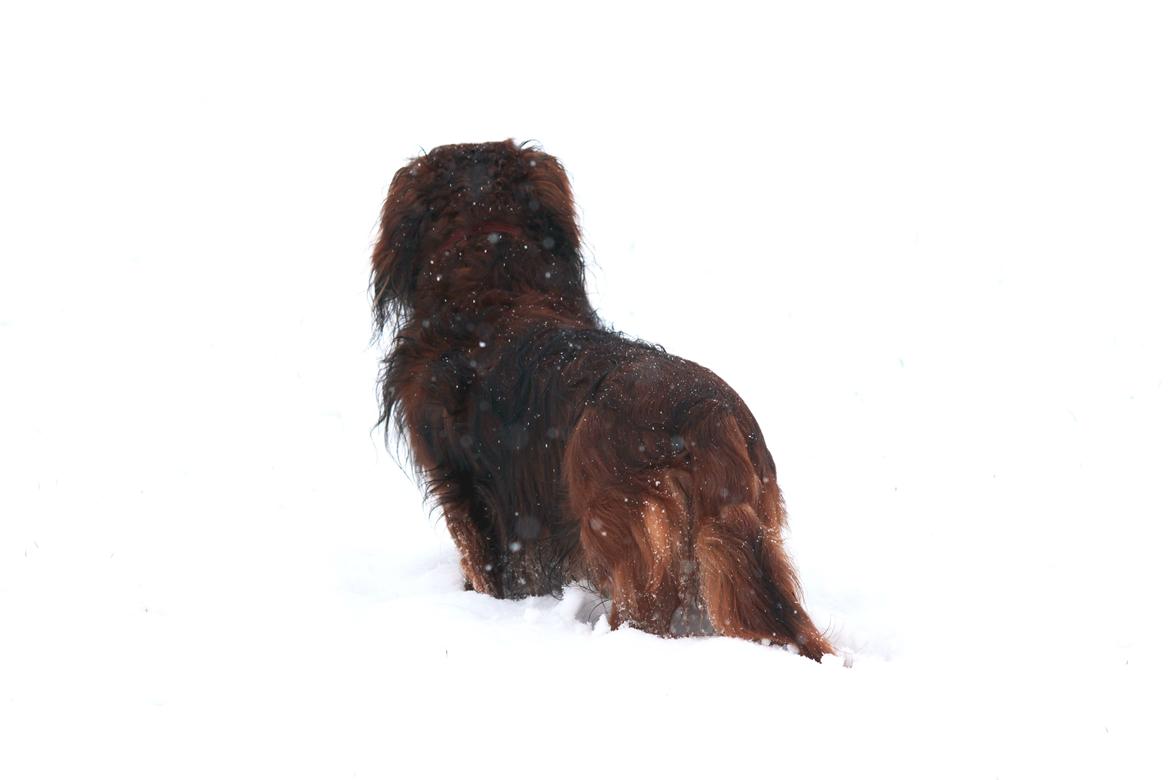 Gravhund Walter billede 26