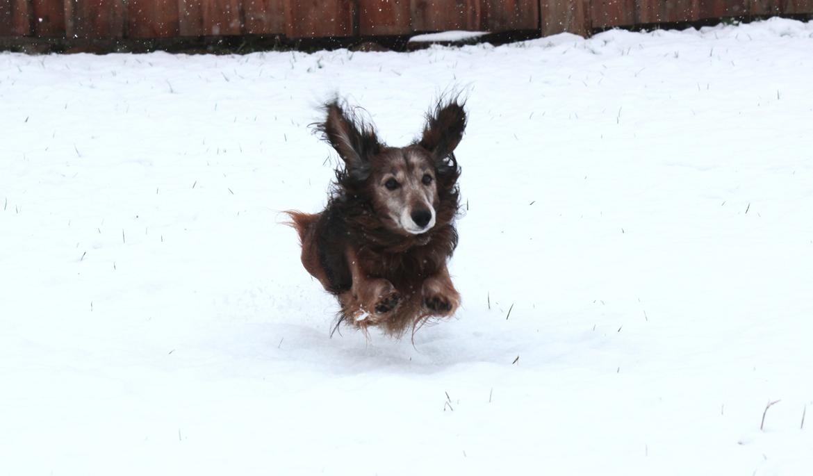 Gravhund Walter billede 7