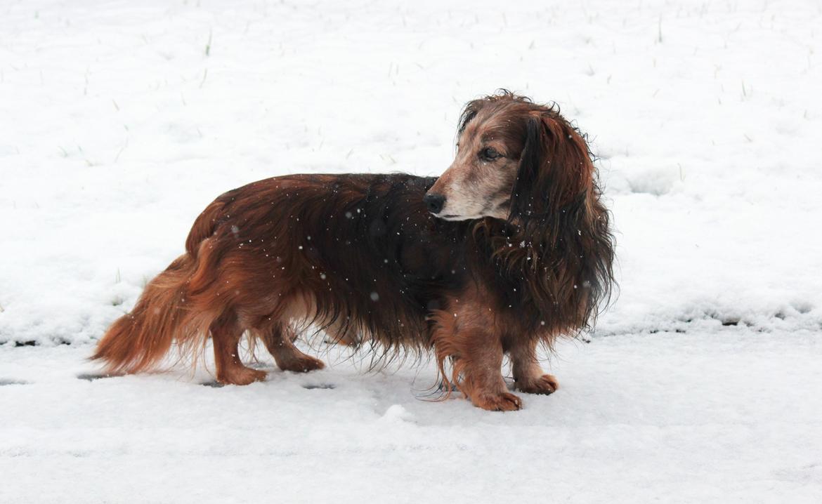 Gravhund Walter billede 3