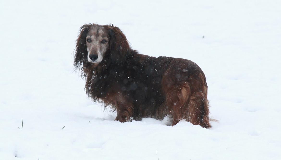 Gravhund Walter billede 20