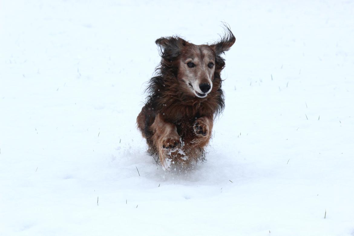 Gravhund Walter billede 15