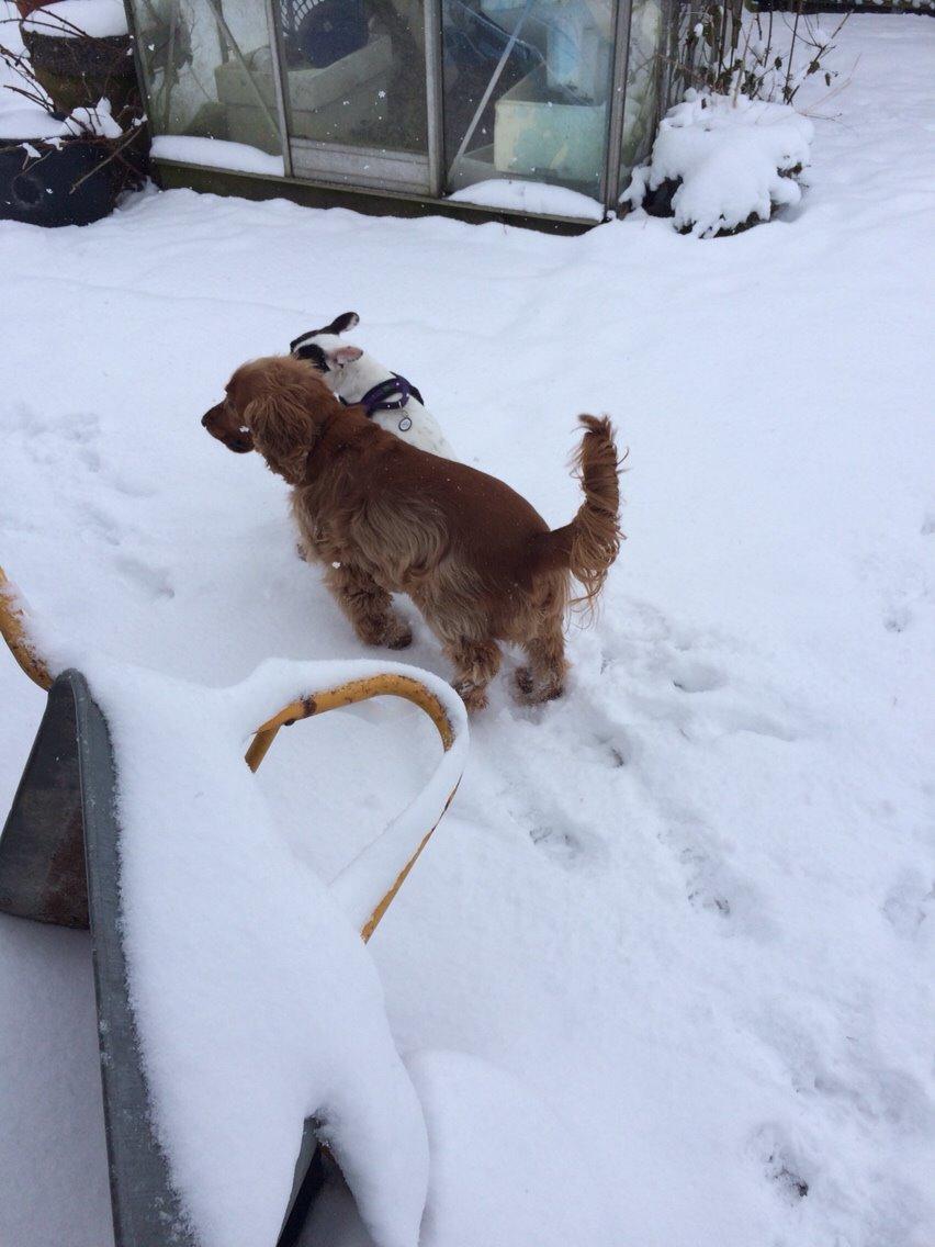 Cocker spaniel Chico billede 16