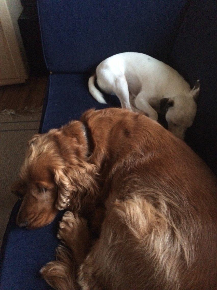 Cocker spaniel Chico billede 17