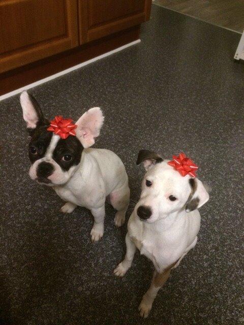 Jack russell terrier Solo billede 17