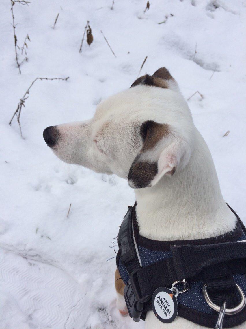 Jack russell terrier Solo billede 16