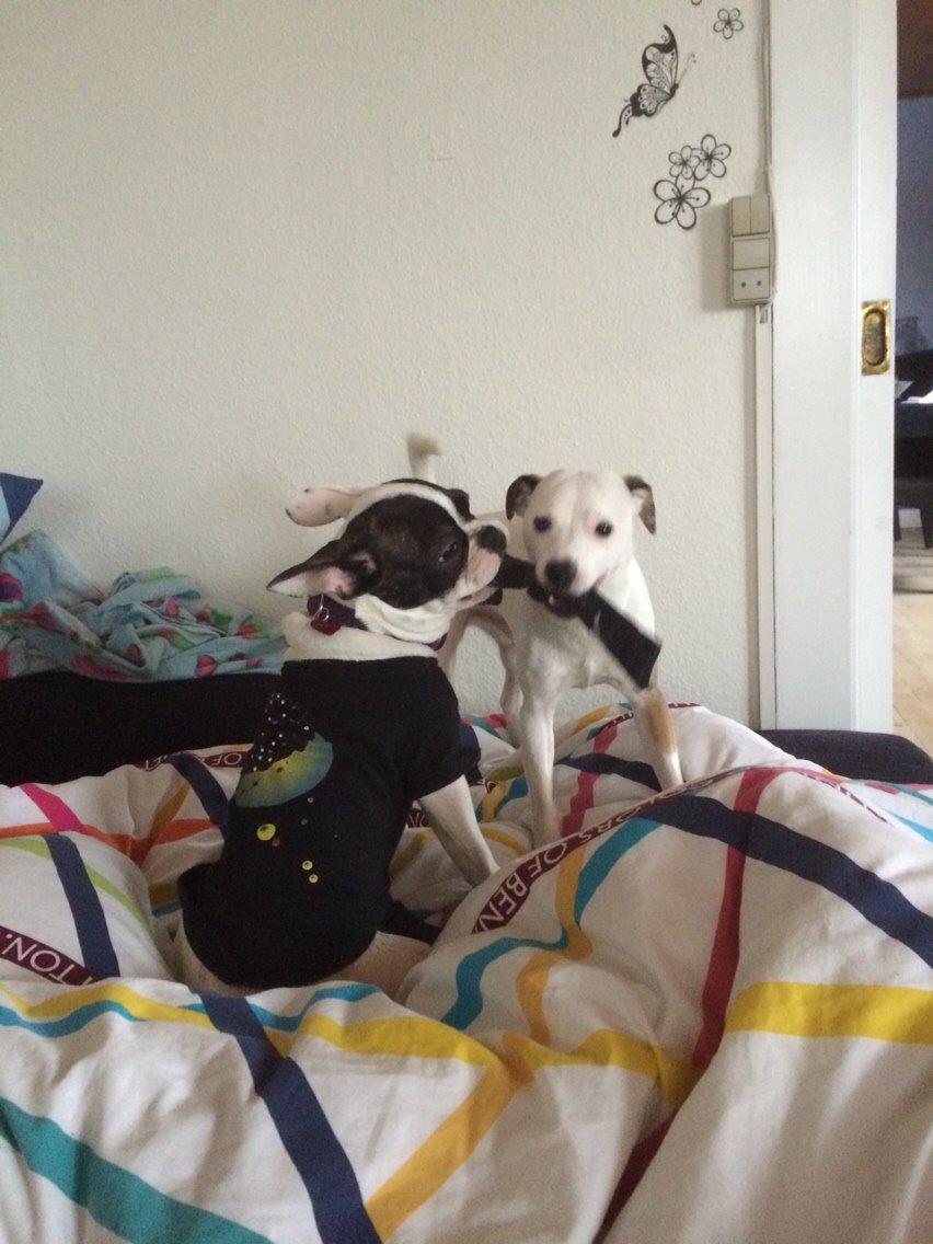 Jack russell terrier Solo billede 18