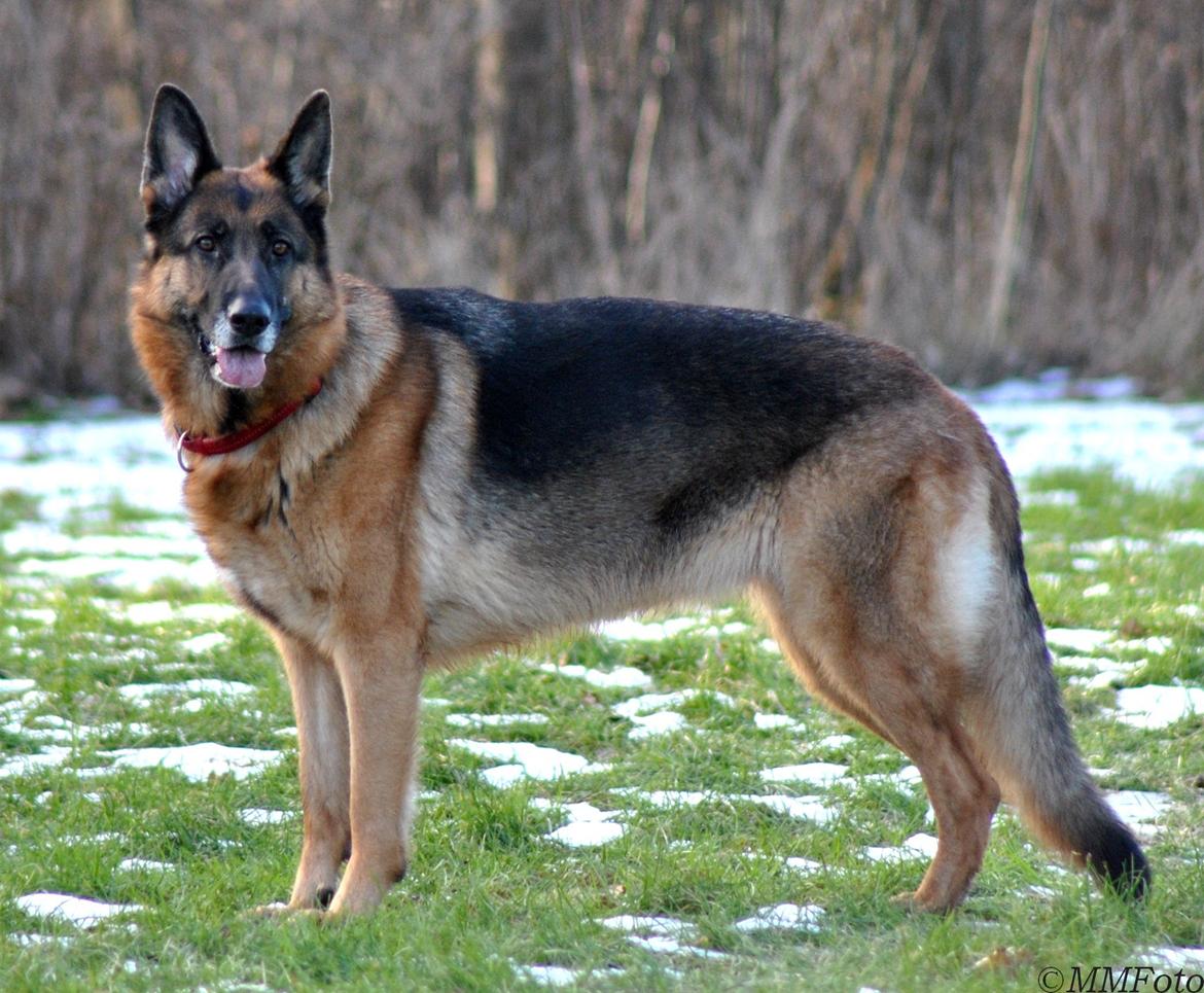 Schæferhund Vega *R.I.P* billede 11