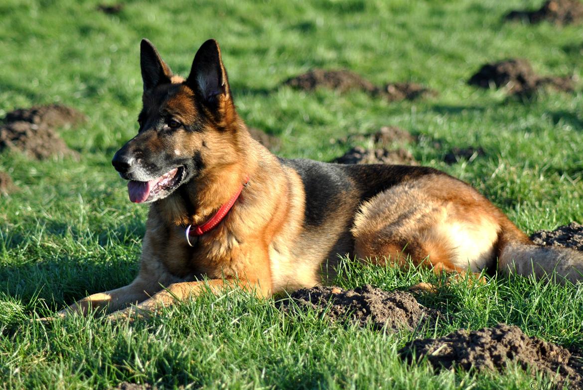 Schæferhund Vega *R.I.P* billede 13