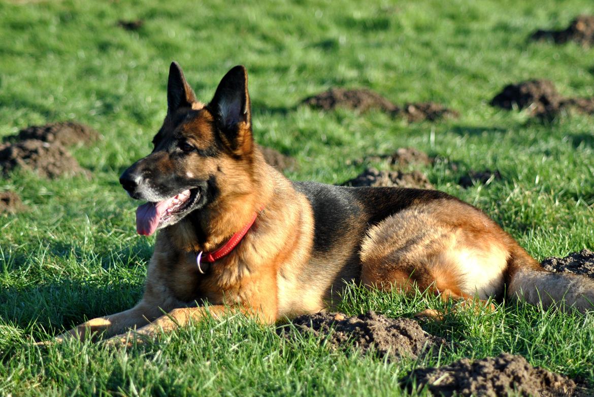 Schæferhund Vega *R.I.P* billede 14