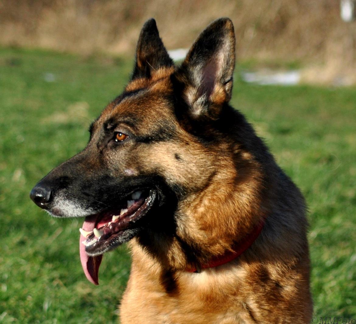 Schæferhund Vega *R.I.P* billede 15