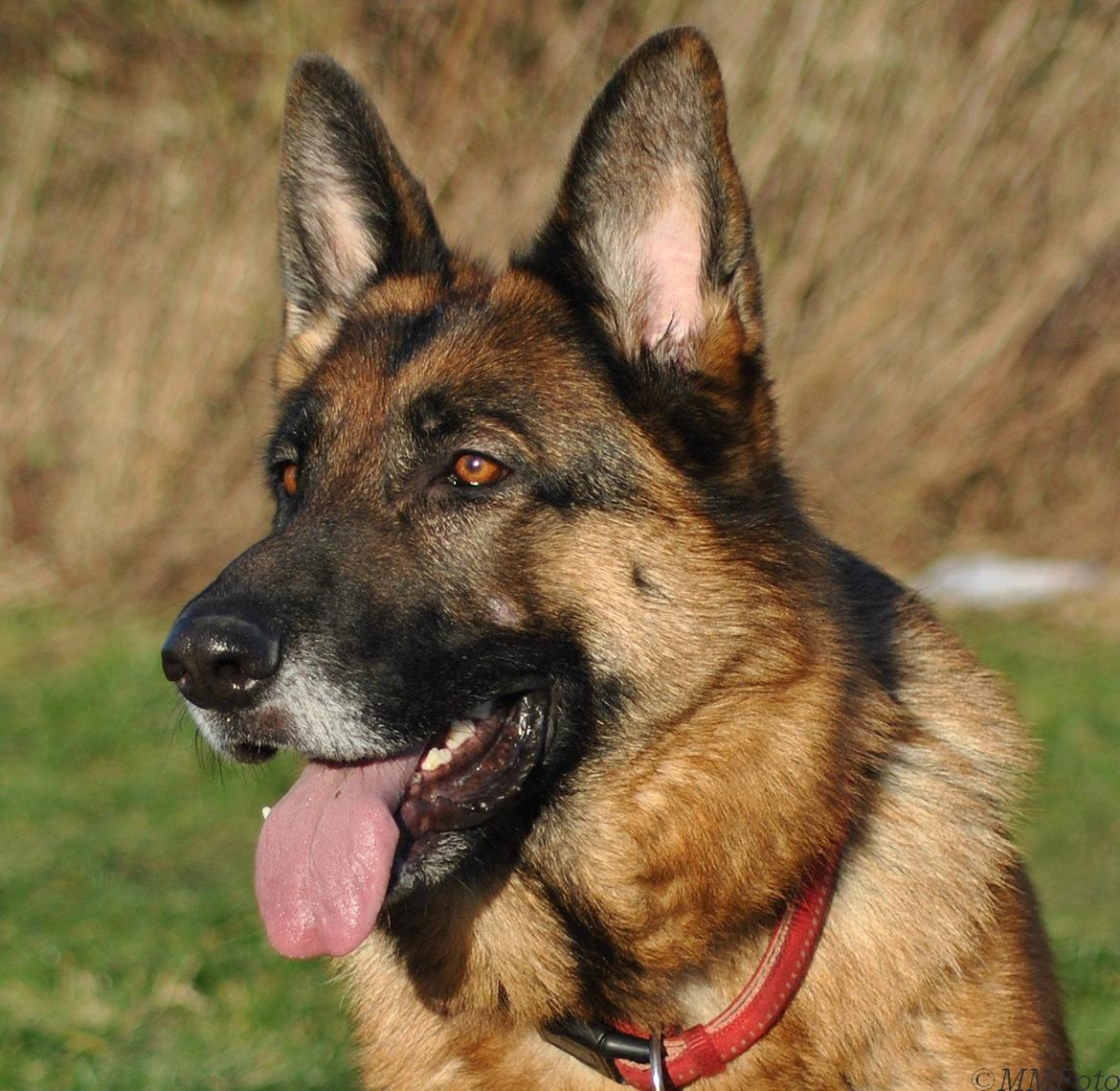 Schæferhund Vega *R.I.P* billede 1