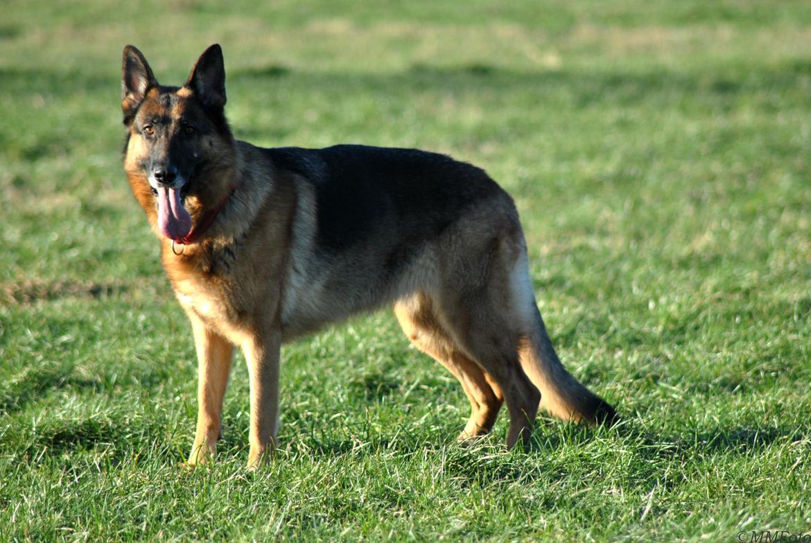 Schæferhund Vega *R.I.P* billede 12