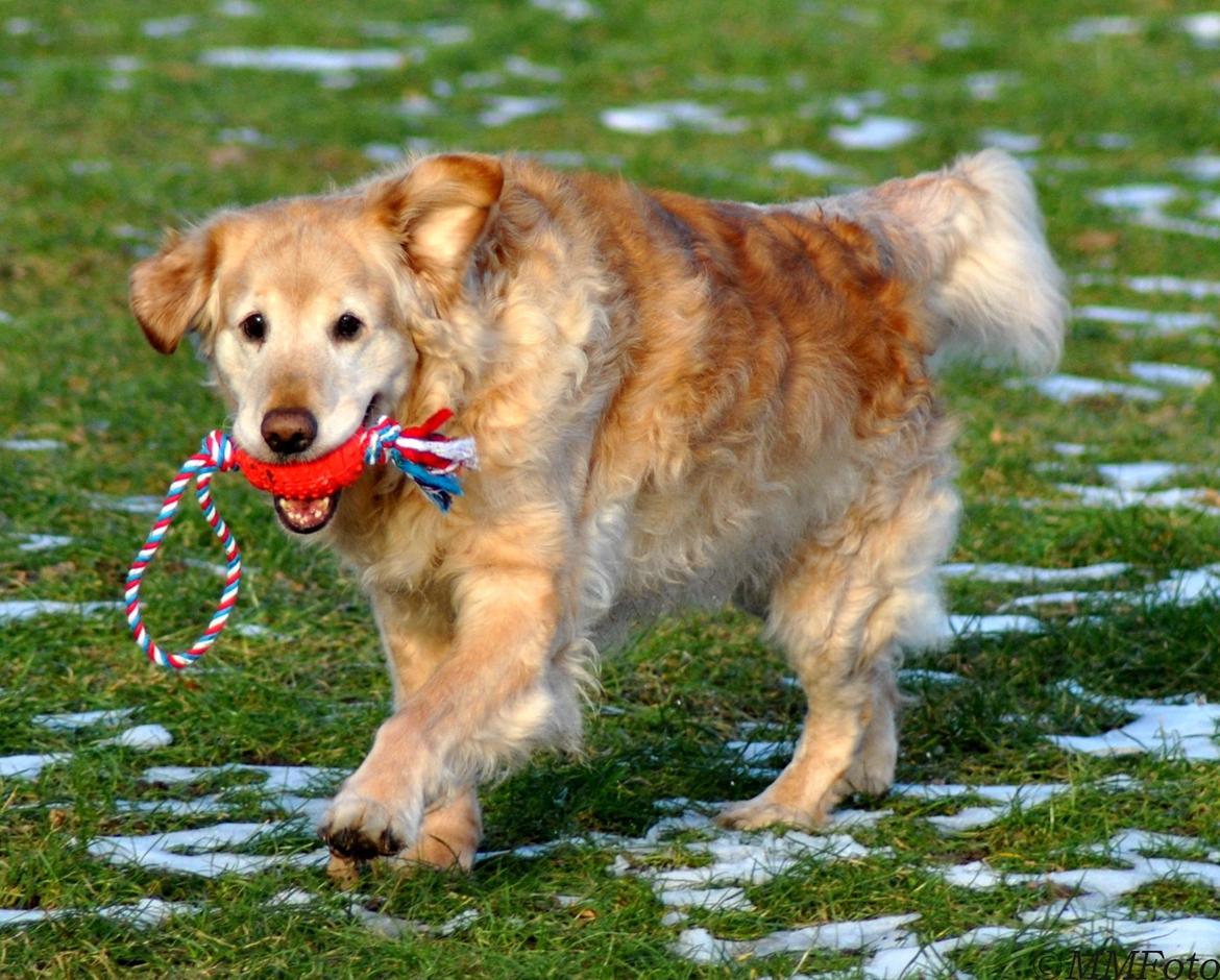 Golden retriever Augustus *Brutus* *R.I.P.* billede 21