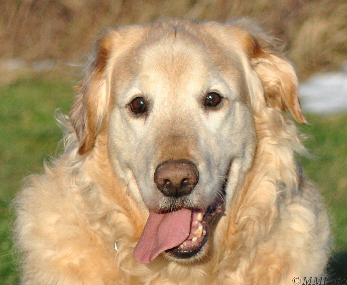 Golden retriever Augustus *Brutus* *R.I.P.* billede 22