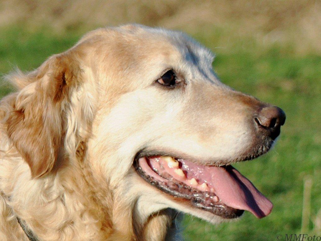 Golden retriever Augustus *Brutus* *R.I.P.* billede 1