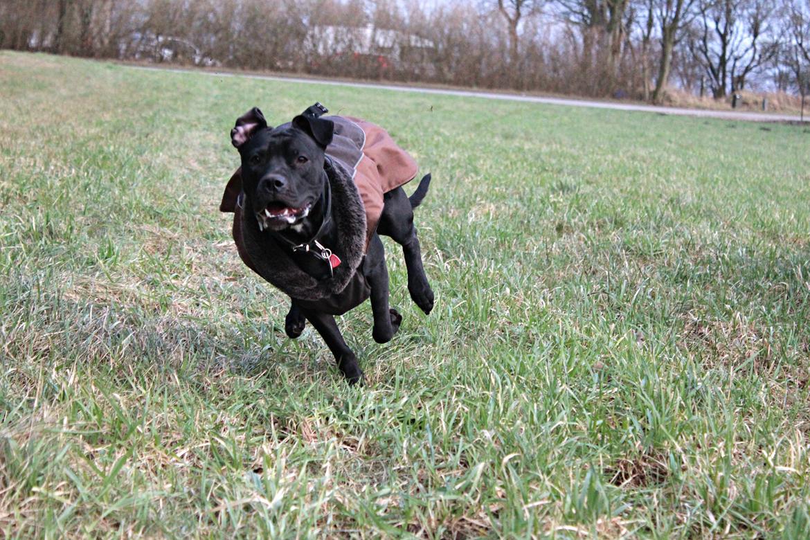 Blanding af racer Shaggie (himmelhund<3) billede 32