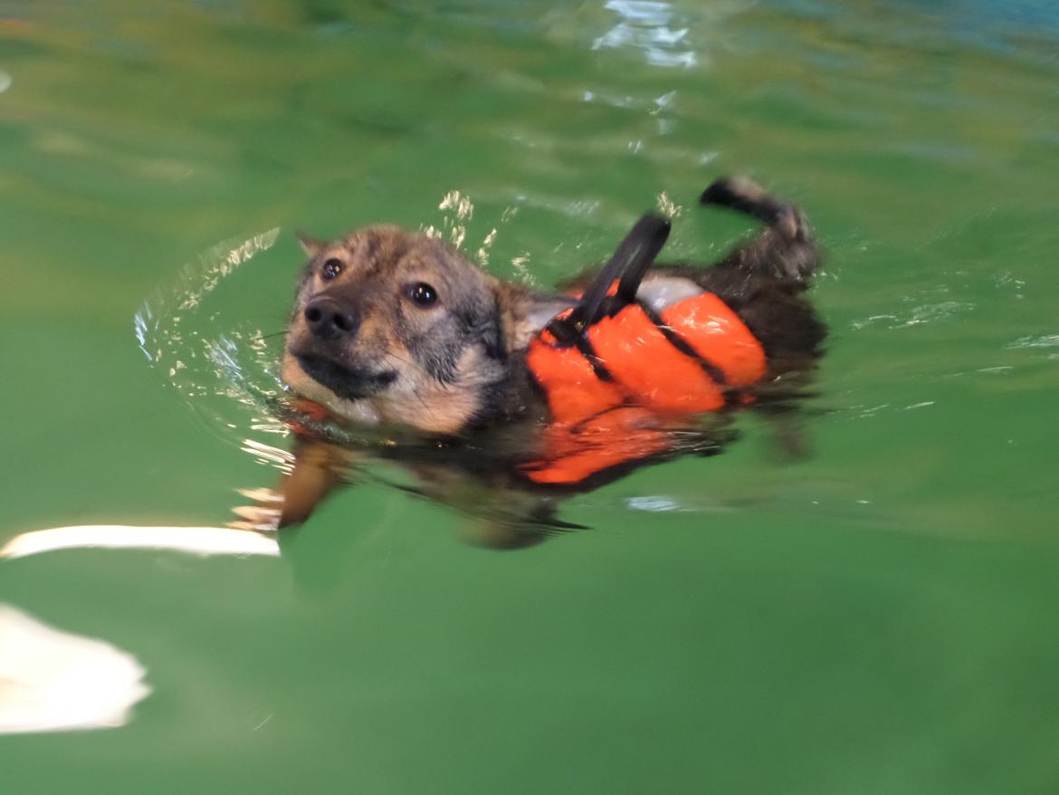 Västgötaspids Yuki <3 <3 (Clasus Miller). - Yuki til svømning :D 5 feb 2015 billede 5