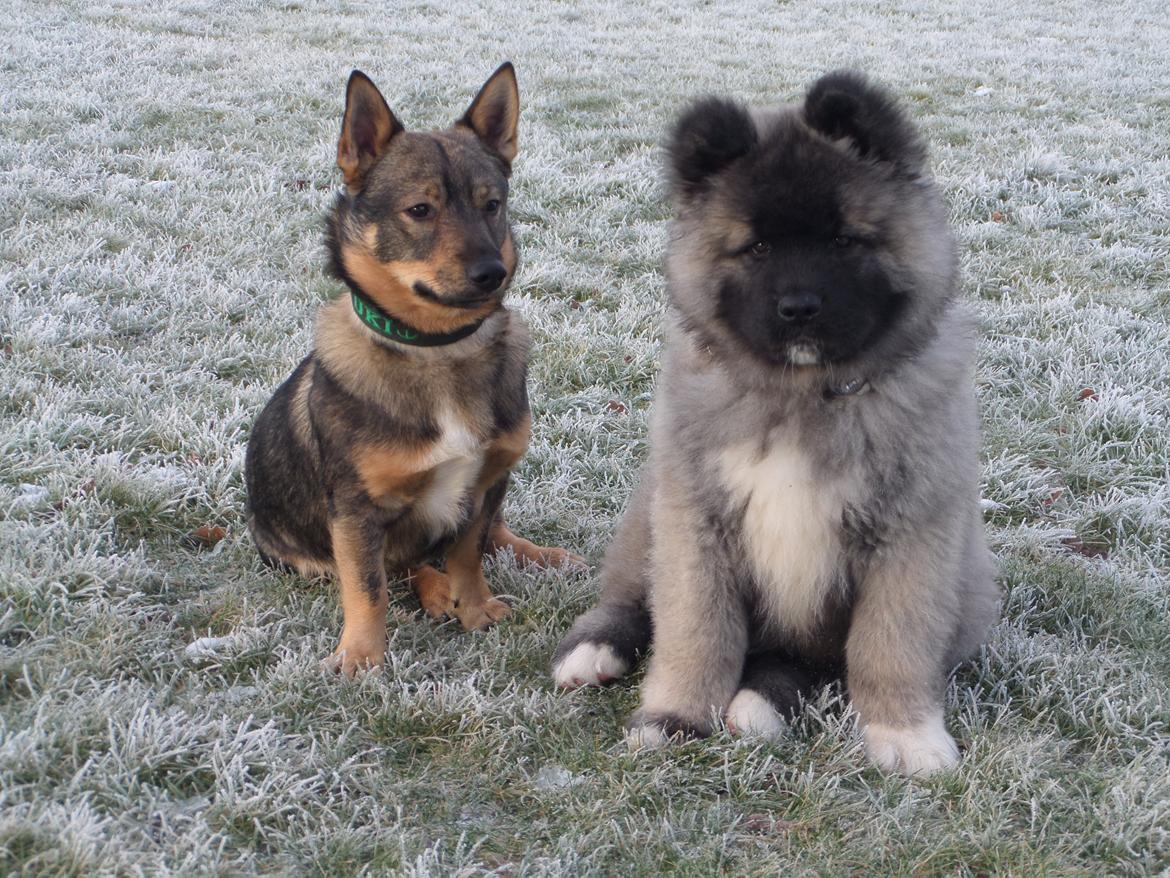 Västgötaspids Yuki <3 <3 (Clasus Miller). - Yuki og Riki <3 24 jan. 2015 billede 13