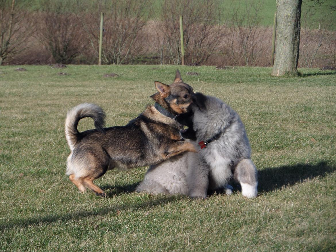 American Akita Akidan Breaking The Waves "RIKI" <3 - Yuki og Riki leger sammen i det skønne vejr :D 9 feb 2015 billede 15