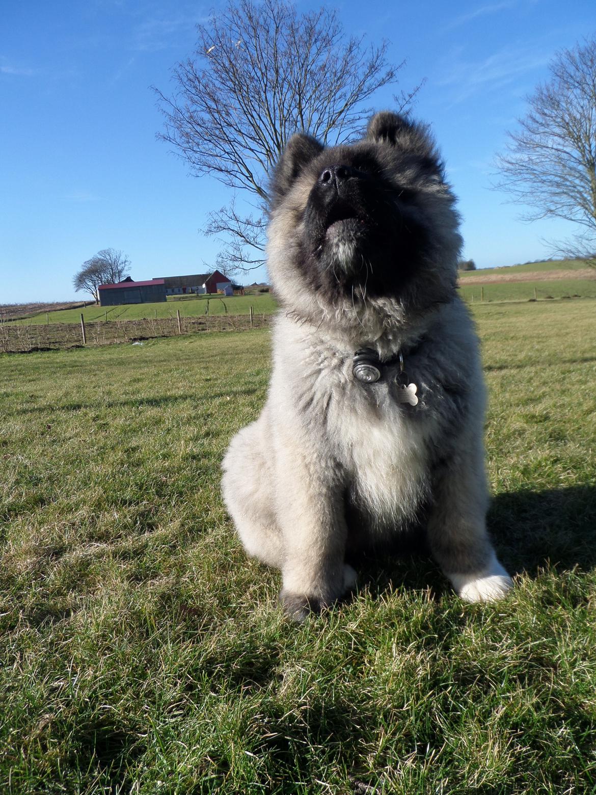 American Akita Akidan Breaking The Waves "RIKI" <3 - Vuf vof... Kan du så give mig den godbid.. 9 feb 2015 billede 8