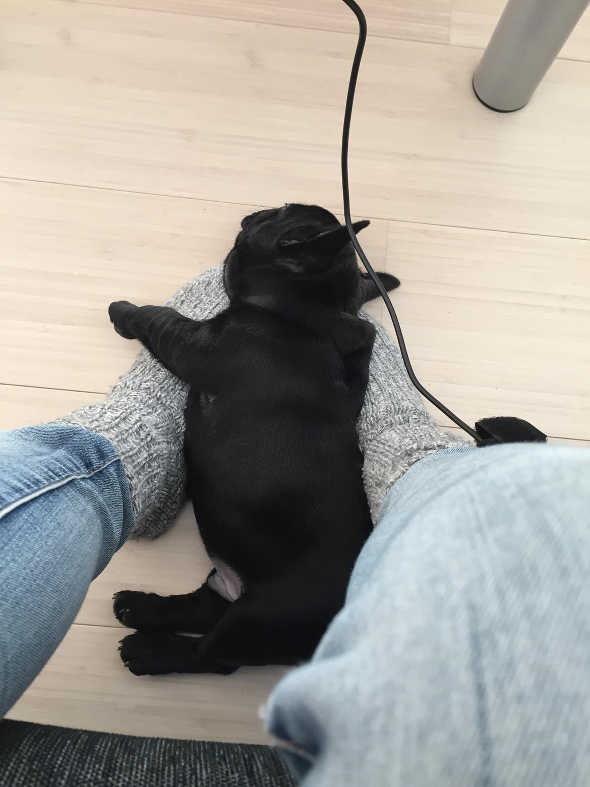 Fransk bulldog Jason (stamtavlenavn Smillo) - Jason er træt efter en lang nat uden søvn billede 5