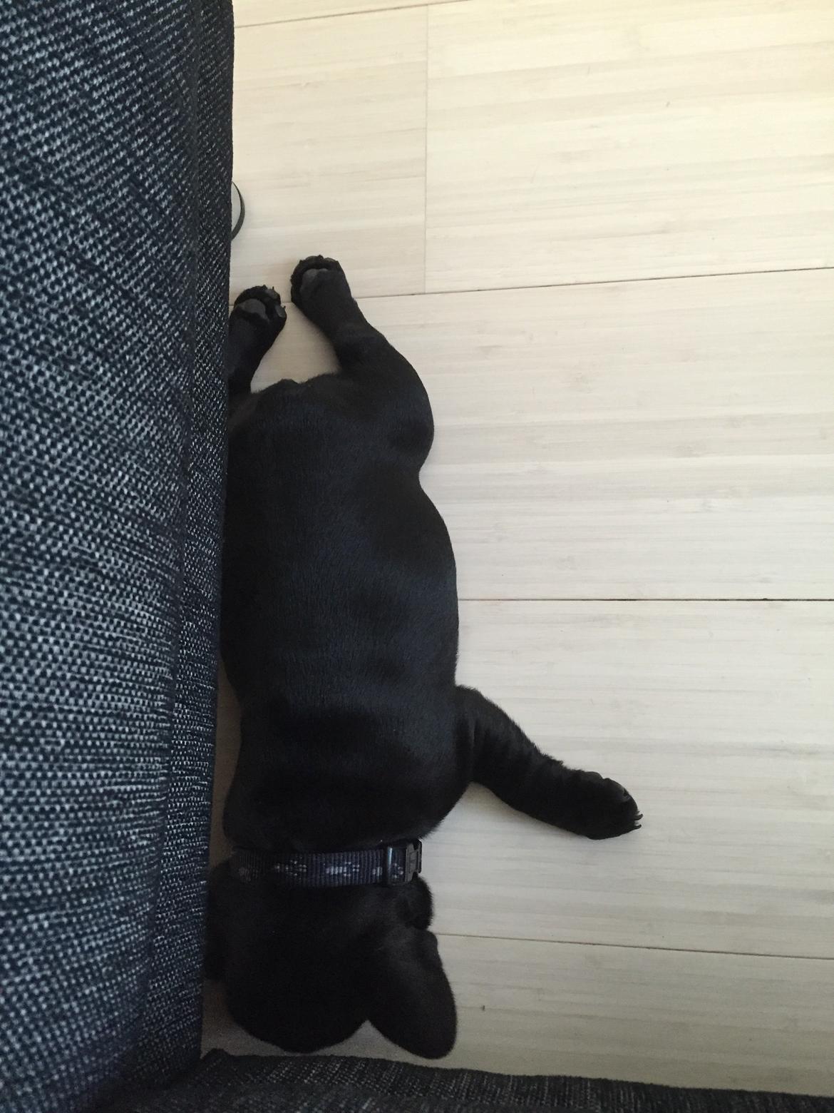 Fransk bulldog Jason (stamtavlenavn Smillo) - her ligger jeg godt billede 4