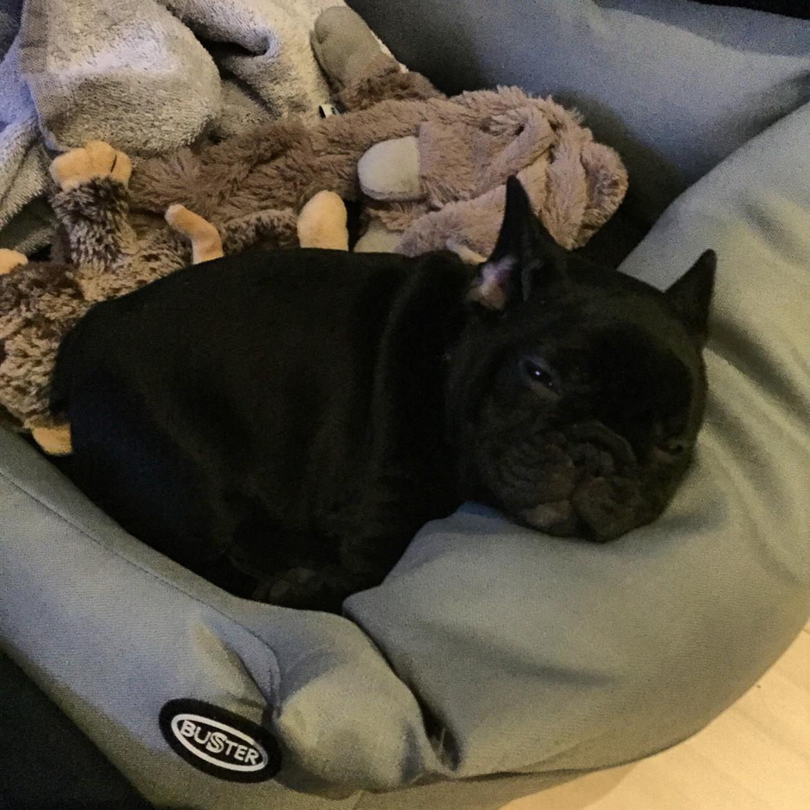 Fransk bulldog Jason (stamtavlenavn Smillo) - Jason er træt efter den første nat hjemme hos os. han var rigtig dygtig, ingen skrig eller hyl, han var bare meget urolig og klynkede meget. så der fik vi ikke meget søvn billede 3