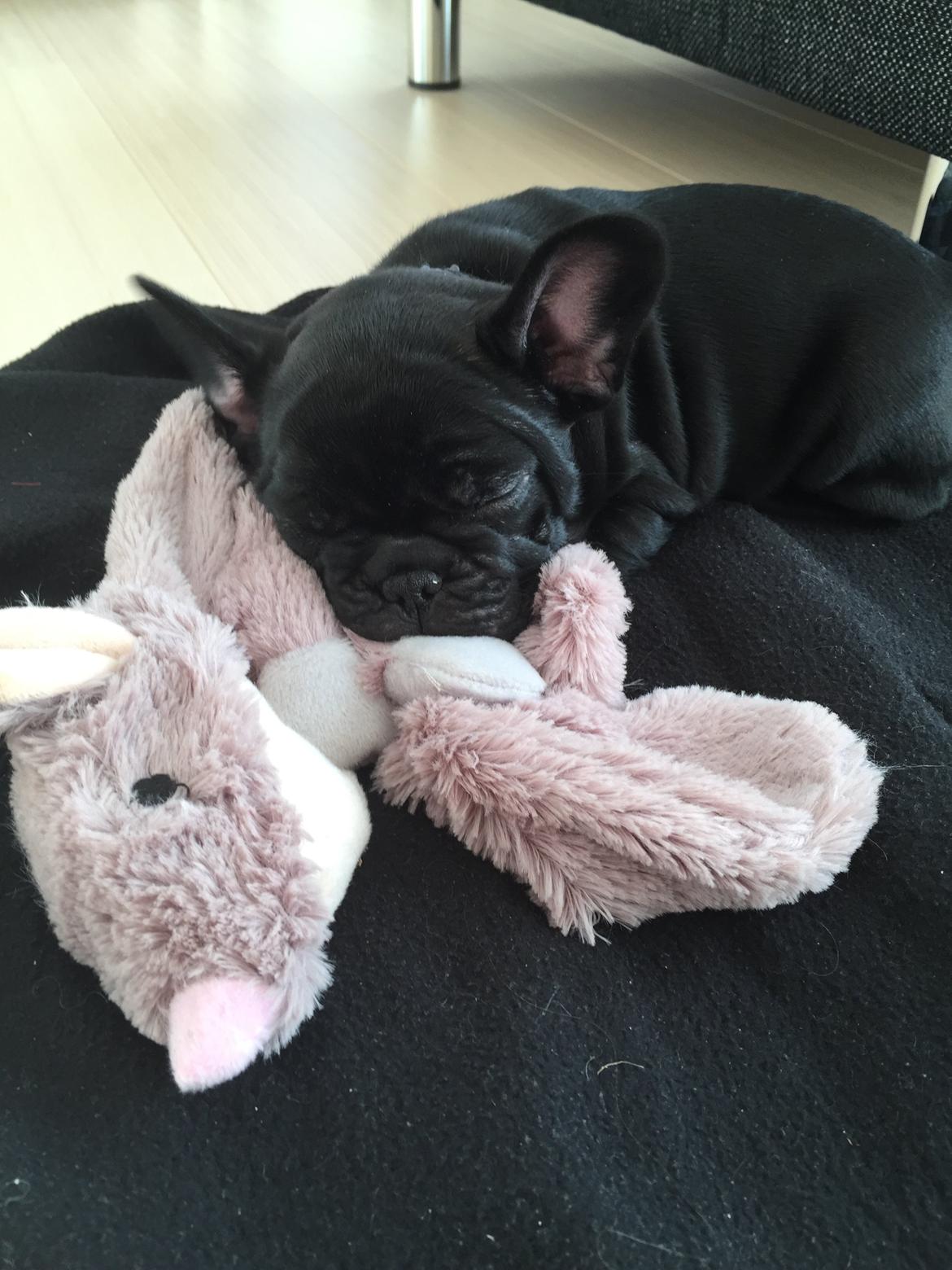 Fransk bulldog Jason (stamtavlenavn Smillo) billede 2