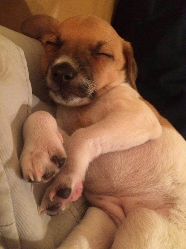 Dansk svensk gaardhund Agnes billede 7