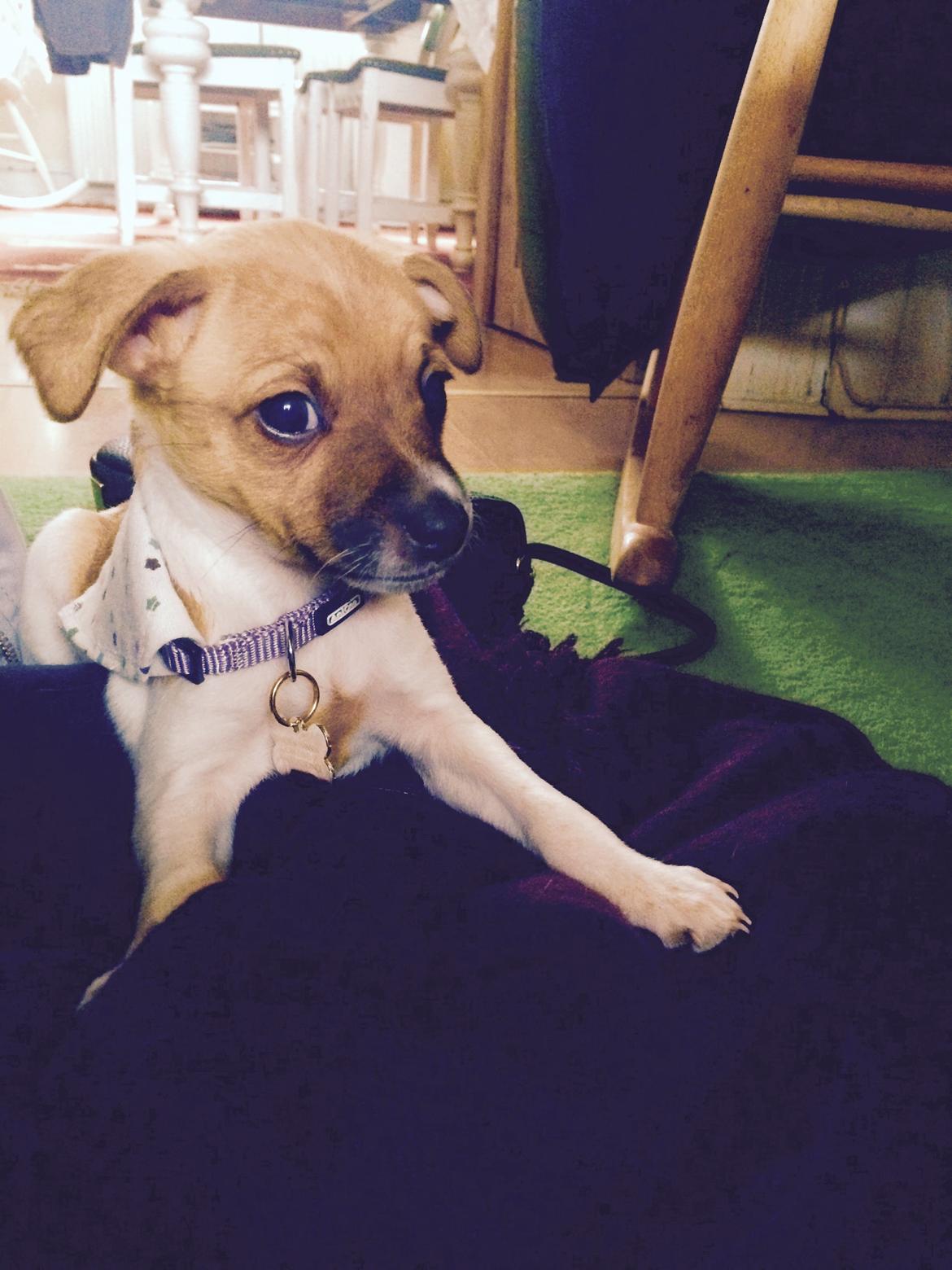 Dansk svensk gaardhund Agnes billede 5