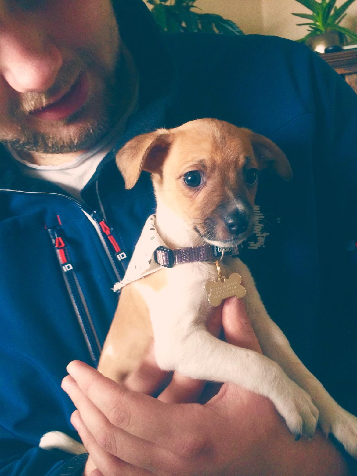 Dansk svensk gaardhund Agnes billede 3