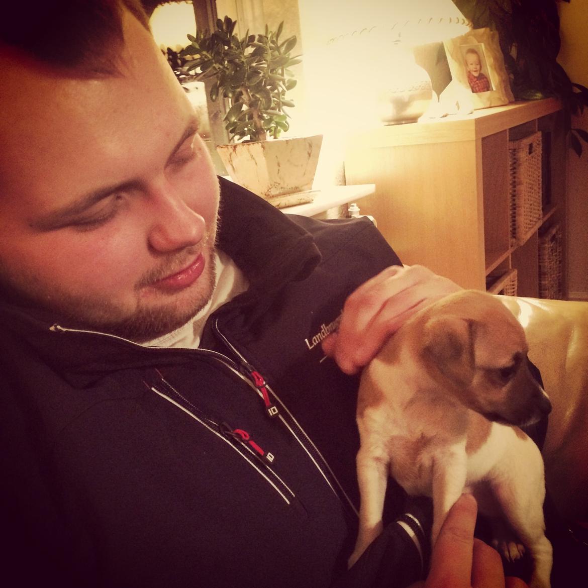 Dansk svensk gaardhund Agnes billede 9