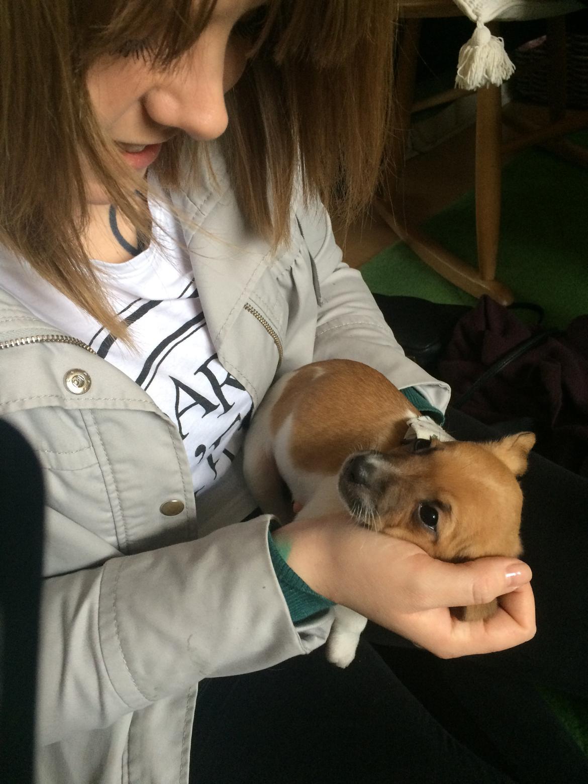 Dansk svensk gaardhund Agnes billede 10