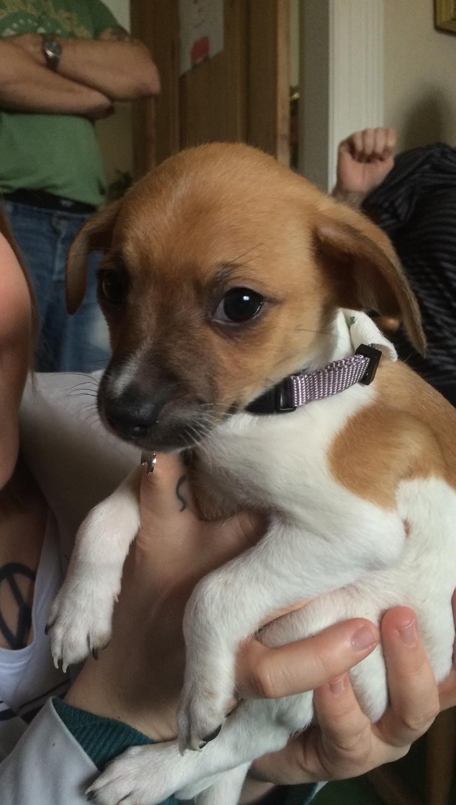 Dansk svensk gaardhund Agnes billede 6