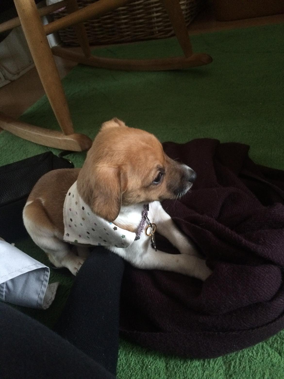 Dansk svensk gaardhund Agnes billede 13