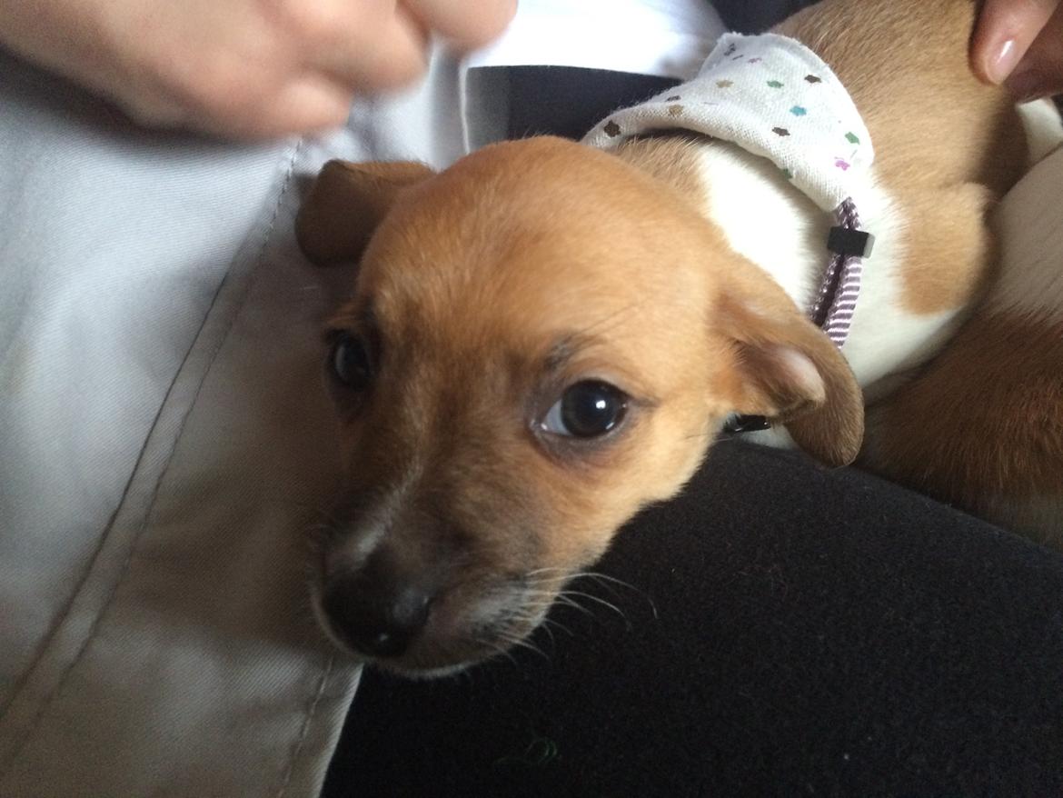 Dansk svensk gaardhund Agnes billede 12