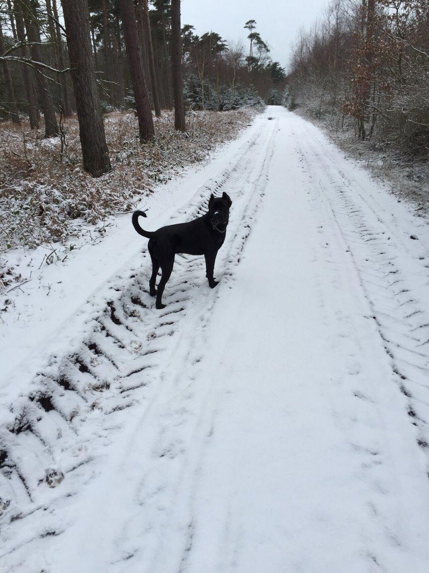 Cane corso Marco billede 19