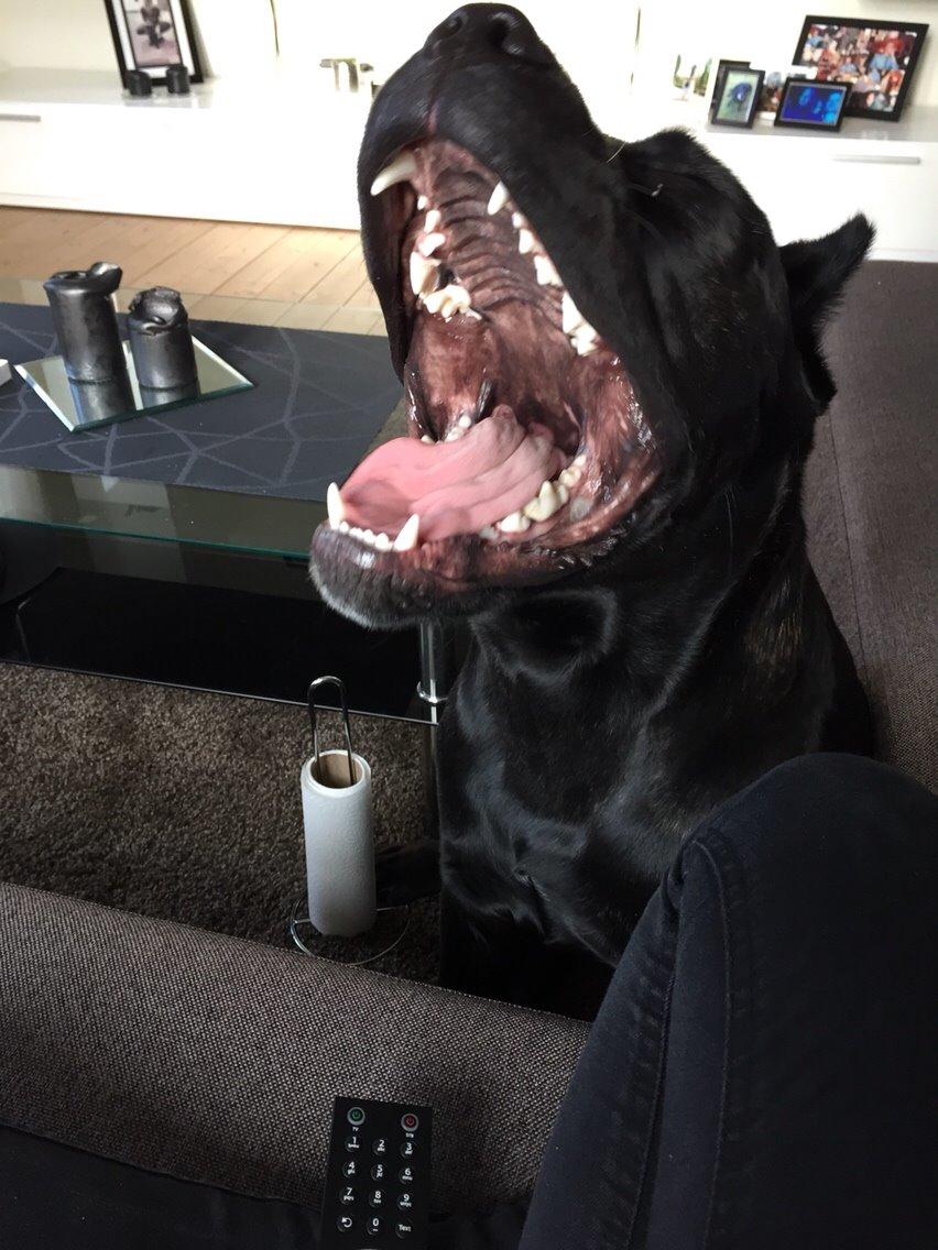 Cane corso Marco billede 18