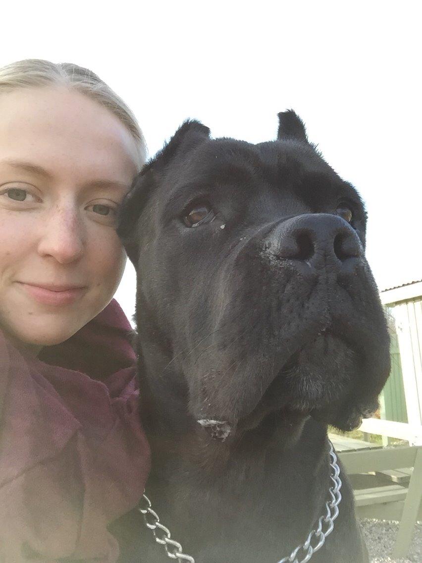 Cane corso Marco billede 20