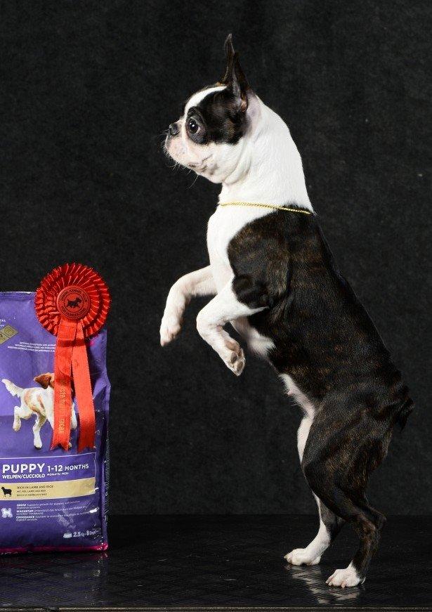 Boston terrier ZARA STYLE AND CHIC Torques billede 6