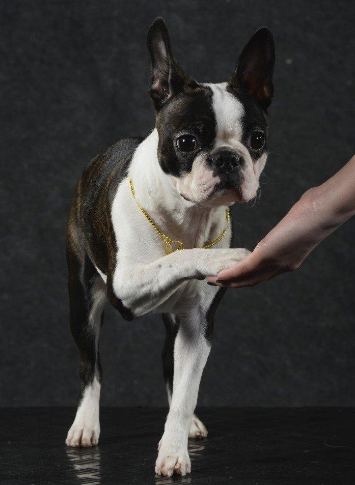 Boston terrier ZARA STYLE AND CHIC Torques billede 7