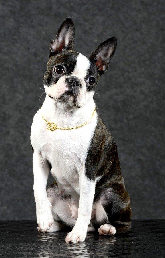 Boston terrier ZARA STYLE AND CHIC Torques billede 8