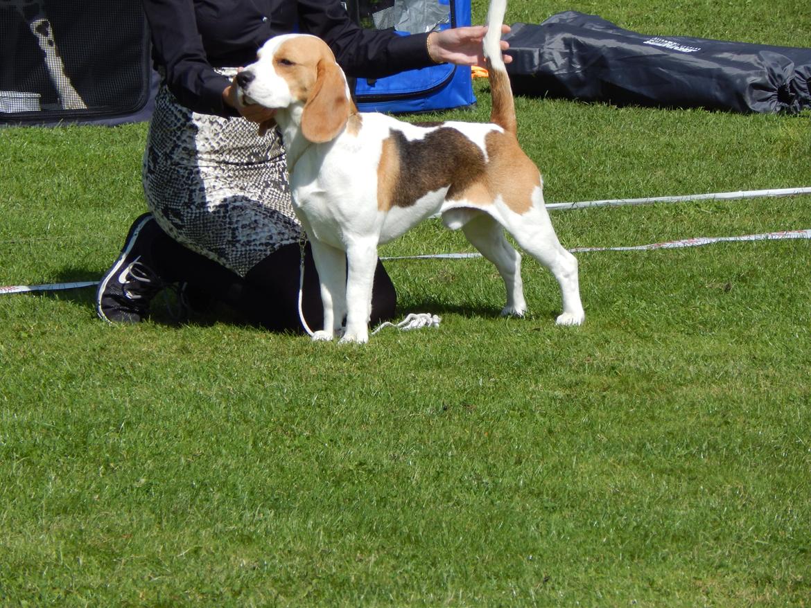 Beagle Skansehøj Johnson billede 14