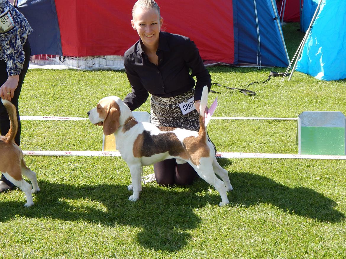 Beagle Skansehøj Johnson billede 5