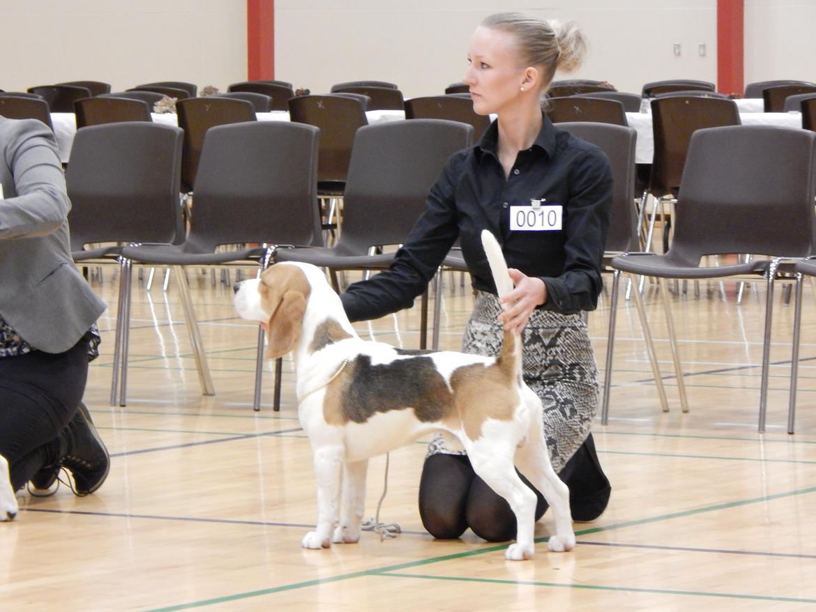 Beagle Skansehøj Johnson billede 2