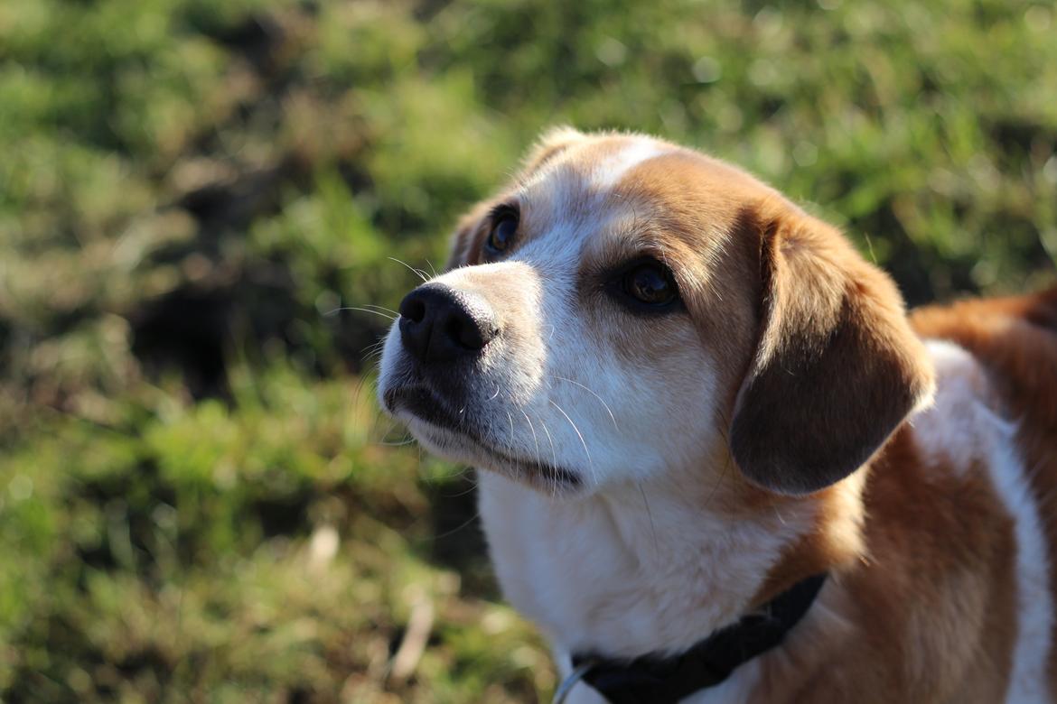 Blanding af racer Beagle/Japansk Spids-Futte billede 6